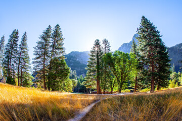 Wall Mural - The park in California, USA