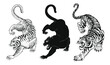 design elements of tiger vector illustrations