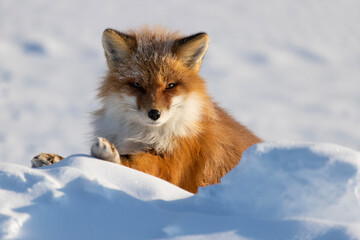 Wall Mural - red fox vulpes