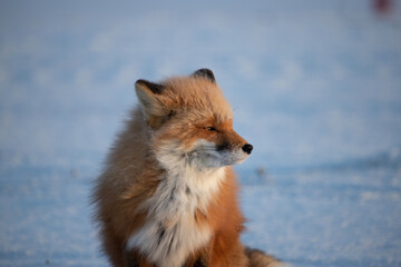 Wall Mural - red fox in snow