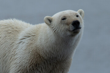 Wall Mural - polar bear cub