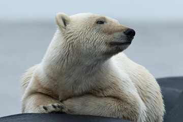 Wall Mural - polar bear in zoo