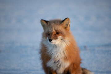 Wall Mural - red fox vulpes