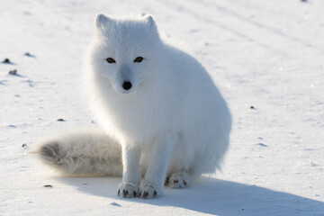 Wall Mural - fox in the snow
