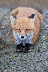 Wall Mural - red fox vulpes