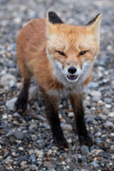 Wall Mural - red fox snarl 2