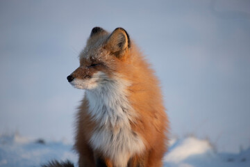 Wall Mural - red fox in snow