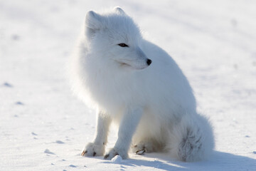 Wall Mural - region fox in the snow