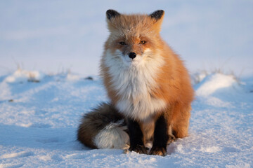 Wall Mural - red fox in snow