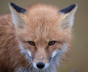 Wall Mural - red fox portrait