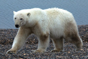 Wall Mural - polar bear in zoo