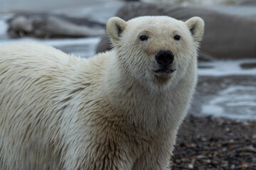 Wall Mural - polar bear cub