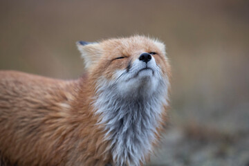 Wall Mural - red fox cub