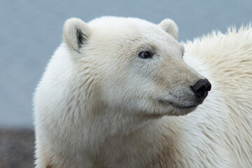 Wall Mural - polar bear side look