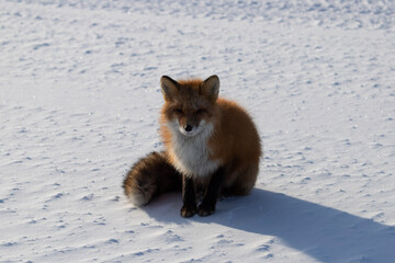 Wall Mural - red fox in snow