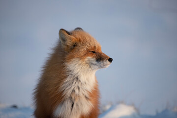 Wall Mural - red fox in snow