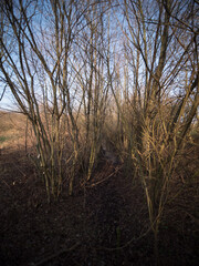 Wall Mural - Northern Germany landscape