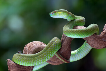 White-lipped island pit viper ( Trimesurus insularis ) on the tree branch