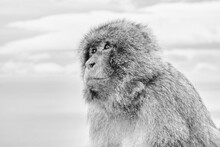 High Key Side Portrait Of  A Serious Looking Gibraltar Barbary Ape