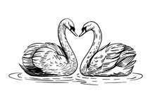 A Sketch Of A Swan. Hand Drawn Illustration Convert To Vector. Black Outline On Transparent Background