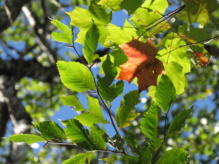 autumn leaves on the tree