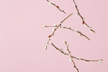 Creative Layout With Free Falling Willow Branches With Catkin Buds Against Pale Pink Background. Minimal Spring Nature Concept.