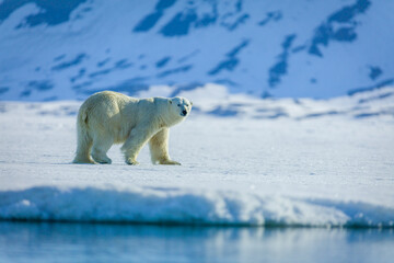 Wall Mural - polar bears in the arctic, svalbard.