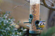 blue tit on a feeder filled with grain