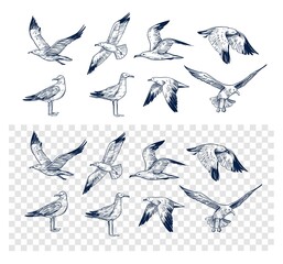 Wall Mural - set of seagulls outlines. hand drawn illustration converted to vector. black on transparent backgrou