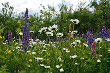 Flowering Meadow With Flowers Of Lupins, Daisies And Celandine. Nature In Summer.