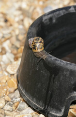 Wall Mural - Common Garden Snail