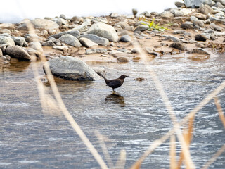 Wall Mural - Brown dipper in the Yomase River 4