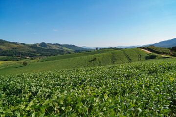 Wall Mural - the bean farm in region country