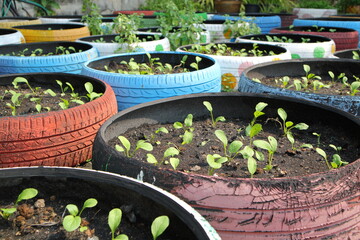 home grown vegetables in expire car tires container , green or recycle concept
