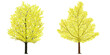 Ginko Trees detailing illustration / White Background