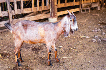 close-up of anglo nubian goat in field farm Cordoba Argentina