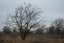 The Walnut Tree Is Dormant In Early Spring.
