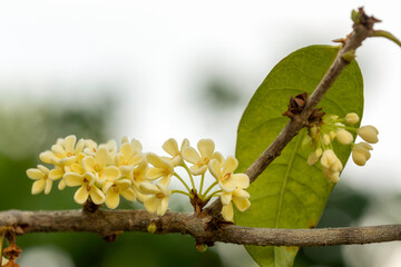 Wall Mural - Group of white Sweet Osmanthus or Sweet olive flowers blossom on its tree in spring time