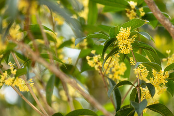 Wall Mural - Group of white Sweet Osmanthus or Sweet olive flowers blossom on its tree in spring time