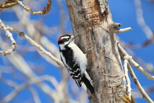 Downy Woodpecker Tapping The Tree, Gold Bar Park, Edmonton, Alberta