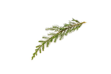 Wall Mural - Green juniper twig isolated on white background.