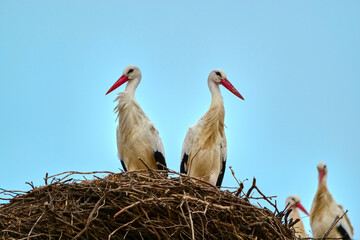 two white storks in nest