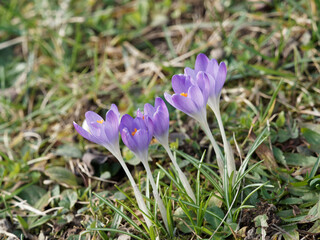 Wall Mural - Touffes de crocus de Thomas (Crocus Tommasinianus ou sativus) à tépales sur tige blanche, dressés,  lavande à lilas, revers plus clair, étamines jaune, anthères orangé