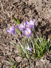 Wall Mural - Touffes de crocus de Thomas (Crocus Tommasinianus ou sativus) à tépales soudés, couleur lilas aux marges plus foncé, étamines jaunes, fines feuilles linéaires vertes avec bande centrale blanc argenté