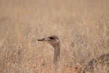 Female Ostrich, Mokala National Park, Kimberley, South Africa