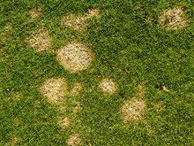 Common Fungal Lawn Disease Called Fusarium Patch Or Microdochium Nivale 