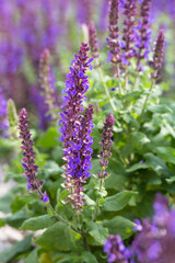 sage flowers for use in medicine and cooking