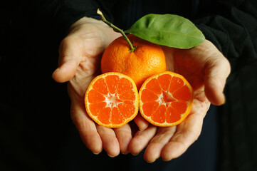 ripe and juicy tangerine (mandarin). fresh tangerine with leaf in the hands, closeup