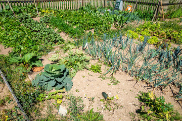 Organic vegetable garden