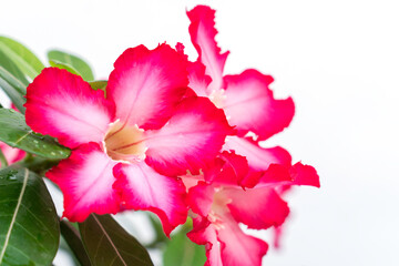 Wall Mural - Adenium or desert rose flower is medicinal herbs. (Impala Lily, Mock Azalea, Pink adenium). white background.